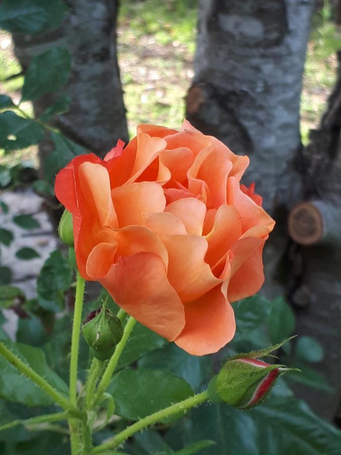 L'escale Cote Jardin